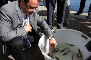 Junge Störe kommen wieder in die Havel. Umweltminister Jörg Vogelsänger ist bei der feierlichen Aktion dabei.