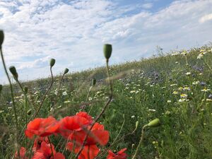 Klimaschutz beginnt ganz unten: Blühstreifen sind der Anfang einer langen Kette.
