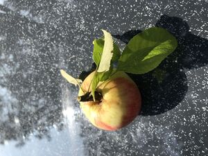 Apfelernte 2019: klein aber sehr aromatisch (Foto: Guhl)
