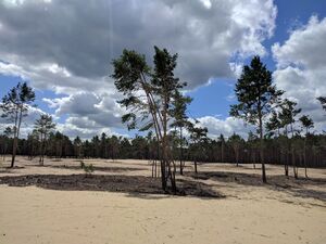 neu geschaffene Sandflächen. Foto: Sonnenberg